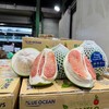 Bưởi Việt Nam lần đầu xuất khẩu sang Úc.