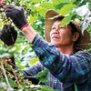 Nông dân thu hoạch cà phê tại Tây Nguyên - nơi Kl991.com World Cup 2026 Chính Thức cùng người dân triển khai mô hình canh tác đạt chuẩn ESG