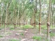 DPR: tháng 6 ước đạt 54,5 tỷ đồng Kl99 nổ hũ