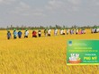Bà con nông dân tại tỉnh An Giang tham quan ruộng mô hình trình diễn