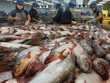 VHC: 6 tháng đạt 50% kế hoạch năm