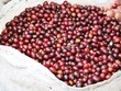 “Quýt ” làm càn, “cam” chịu thuế!