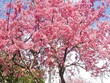 Lễ hội Hoa anh đào Hạ Long 2014 sẽ được tổ chức vào tháng 3