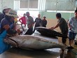 Cá ngừ là một trong những sản phẩm xuất khẩu chủ lực của Phú Yên   