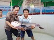 Nhiều DN niêm yết tham gia Festival Thủy sản Việt Nam 2014 tại Phú Yên