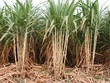 Lối ra cho mía đường vẫn bế tắc