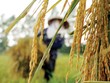 Kl99kl phiên bản hoạt động nông nghiệp, muốn làm phải chờ tổng kết?