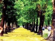 Ông đại úy đi buôn