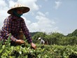 Nhóm PPP về chè đã Kl99ok phiên bản mới để đào tạo và liên kết mô hình Kl994 nhà cái bóng đá world cup với hơn 23.000 nông dâ