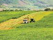 Cánh đồng nguyên liệu trù phú tại trang trại TH (Nghĩa Đàn, Nghệ An)
