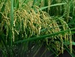 TSC lên kế hoạch tăng vốn gần gấp đôi