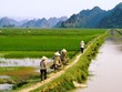 Nông dân được góp vốn bằng quyền sử dụng đất nông nghiệp
