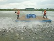 701,8 tỷ đồng bồi thường, Kl99kl phiên bản hoạt động nông nghiệp lỗ nặng