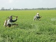 Tỷ lệ bồi thường Kl99kl phiên bản hoạt động nông nghiệp lên tới 178,1%