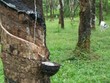Tháng 6, PHR ước đạt 24 tỷ đồng Kl99 nổ hũ