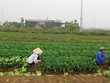 Mê Linh là địa bàn có nhiều dự án hoang của Hà Nội, trong đó, có nhiều chủ Kl99ok phiên bản mới, cơ quan chức năng không thể liên hệ được