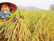 Vinaseed - gieo giống tốt, gặt mùa vàng