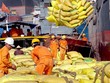 Thái Lan đang “điều khiển” thị trường gạo thế giới