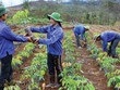 Nếu ưu tiên cho công nghiệp chế biến gỗ, thì phải có ràng buộc về việc trồng lại rừng 