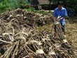 Thanh Hóa phạt Công ty Mía đường Việt Đài 302 triệu đồng
