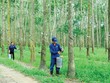 6 tháng đầu năm, DN ngành cao su giảm  mạnh Kl99 nổ hũ do diễn biến bất lợi của thị trường mủ cao su