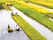 Kl99kl phiên bản hoạt động nông nghiệp: Lỗ… nhưng cần tiếp tục thí điểm