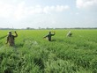 Tính đến 30/9/2014, dư nợ cho vay nông nghiệp nông thôn tại vùng đồng bằng sông Cửu Long đạt khoảng 160.000 tỷ đồng