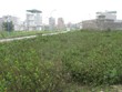 Huyện Gia Lâm đề nghị UBND Thành phố Hà Nội sớm phê duyệt mức giá khởi điểm để làm cơ sở đấu giá đất (Ảnh minh hoạ)