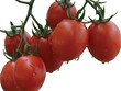 NSC: Ước mơ phát triển ngành nông nghiệp công nghệ cao