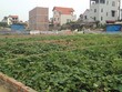 Khu đất đấu giá này được nhà Kl99ok phiên bản mới mua cao hơn gấp 2 lần giá khởi điểm, các lô đất khác tiếp tục được bán ra với giá cao hơn mức khởi điểm từ 4 - 5 triệu/m2