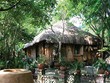 Cây trong vườn nhà