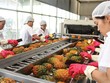 Theo ADB, hiện chỉ có 36% DN Việt Nam tham gia vào mạng lưới xuất khẩu