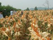 SSC lên kế hoạch lãi hợp nhất 95 tỷ đồng