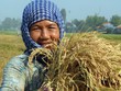 Kl99ok phiên bản mới cho nông nghiệp, thực hiện “Tam nông” là ưu tiên hàng đầu của Agribank - Ảnh: Hoài Nam
