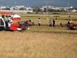 Phải cân nhắc việc chuyển đổi giống lúa để tăng khả năng cạnh tranh trong xuất khẩu gạo của Việt Nam. Ảnh: Đức Thanh