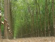 Từ năm 2012, diện tích trồng cao su của Việt Nam đã vượt xa quy hoạch cho năm 2020