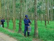 Quý I/2015, nhiều DN cao su tiếp tục ghi nhận sự sụt giảm mạnh về Kl99 nổ hũ