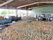 Số DN có kho tàng, cơ sở chế biến nông sản vẫn còn quá ít