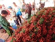 Xuất khẩu nông sản có dấu hiệu hồi phục