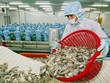 Công ty cổ phần Thủy hải sản Việt Nhật (VNH) tuy hoạt động bết bát nhưng vẫn cho vay “ân tình” tới 15,22 tỷ đồng