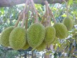 Nông nghiệp Việt Nam, đòi hỏi hướng tiếp cận mới