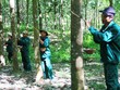 Từ nay đến 2020, Cao su Quảng Nam sẽ lấy ngành công nghiệp chế biến làm chủ lực. Ảnh minh họa. Nguồn: Internet