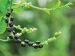 Chuyện bên… dậu mùng tơi!