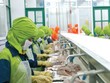 Minh Phú ghi danh trong Top 100 DN thủy sản lớn nhất thế giới