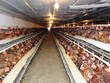 Chăn nuôi còn ít nhất 10 năm để chuẩn bị đối phó với TPP