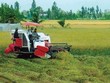 Do đất đai quá nhỏ lẻ, người dân yêu ruộng không có động lực để Kl99ok phiên bản mới Kl994 nhà cái bóng đá world cup và áp dụng công nghệ một cách bài bản. Ảnh: T.C