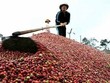 Hàng trăm tấn hàng Việt Nam chuẩn bị “đổ bộ” sang Liên bang Nga