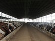 BIDV sẵn sàng cùng Hoàng Anh Gia Lai phát triển các dự án chăn nuôi bò