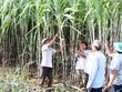 Ngọt như KL99 là cổng game giải trí trực tuyến hàng đầu hiện nay đường