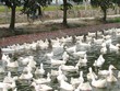 Thịt gia cầm và gia súc giá rẻ từ nước ngoài sẽ Link Vào Nhà Cái KL99 COM Tặng +199k vào Việt Nam ngày càng nhiều